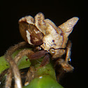 Horned treehopper