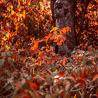 foliage  di giovanni_messina