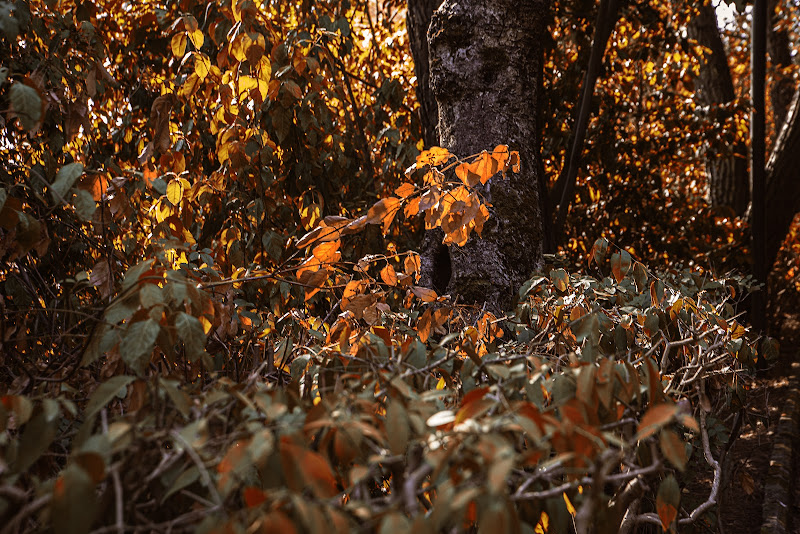 foliage  di giovanni_messina