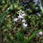 Three-Leaf Solomon's Seal