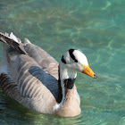 Bar-headed goose