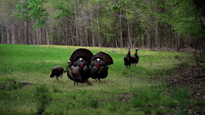 All Things Turkey thumbnail