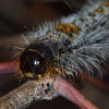 Mistletoe Browntail Moth