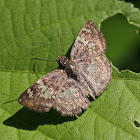 Glassy-winged Skipper