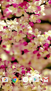 Sakura Živé Tapety - náhled