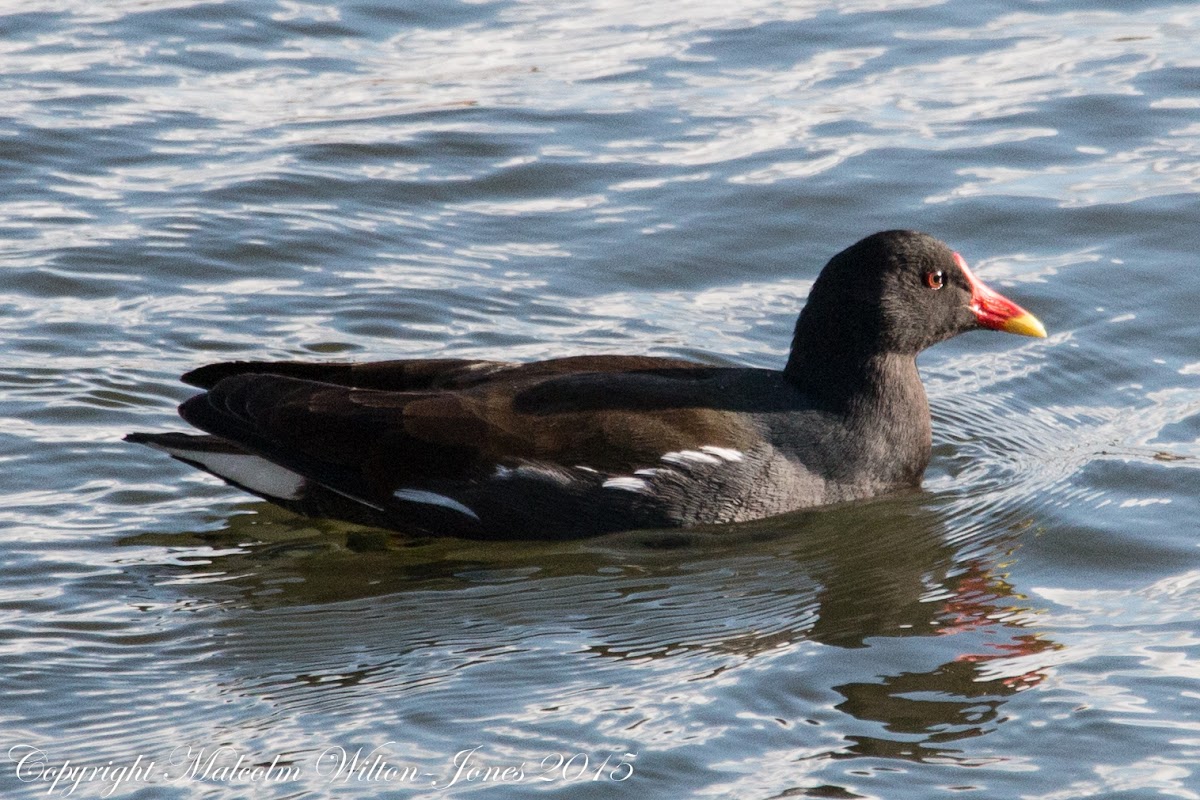 Moorhen