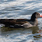 Moorhen