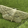 Geometrid moth