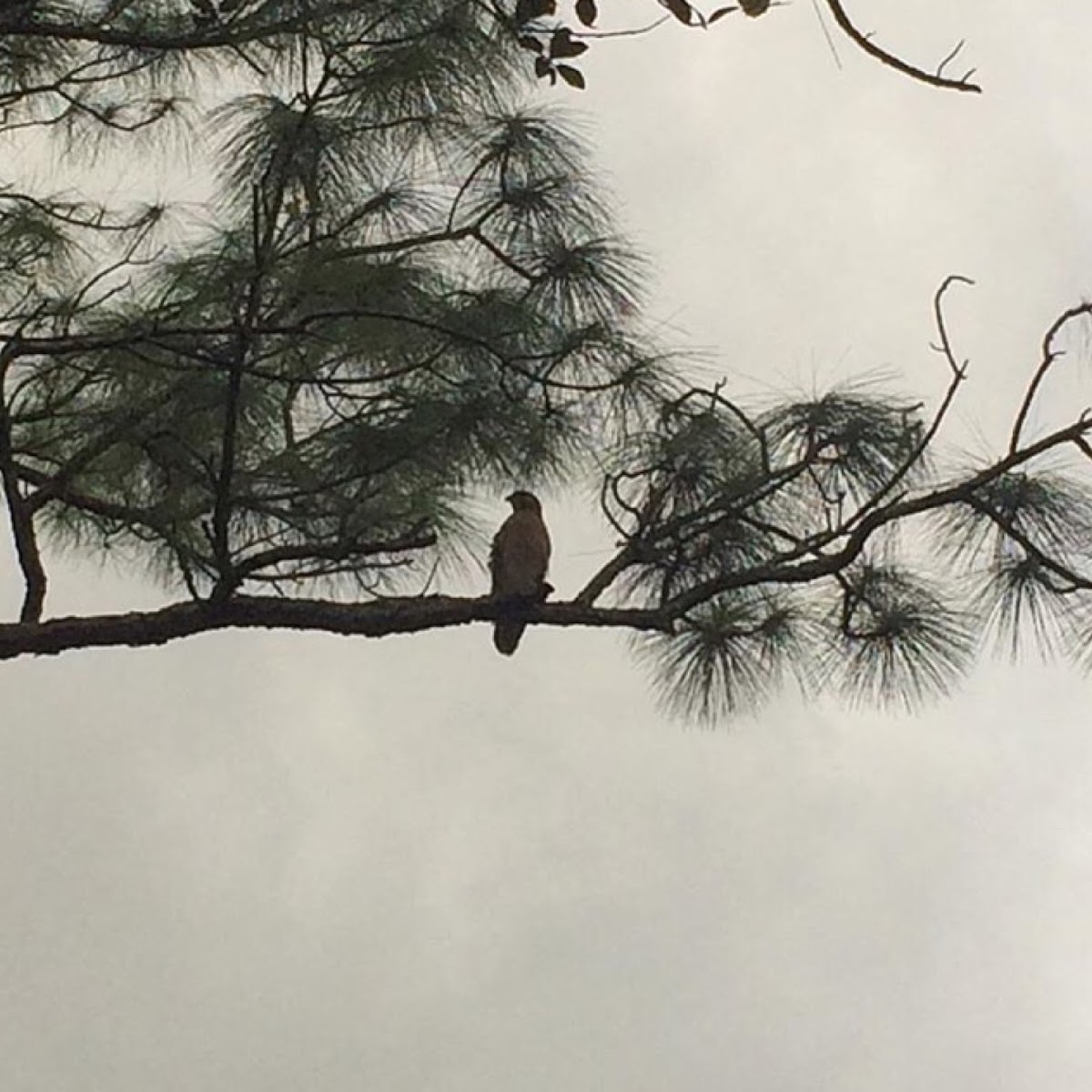 Red-tailed hawk