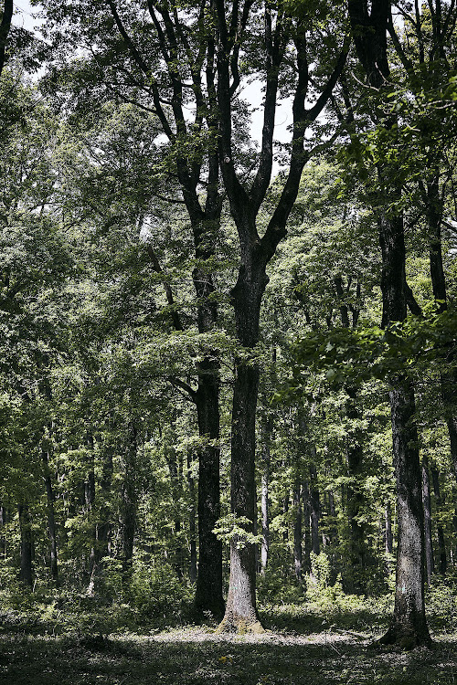 LOUISXIII Cognac cycle forest.