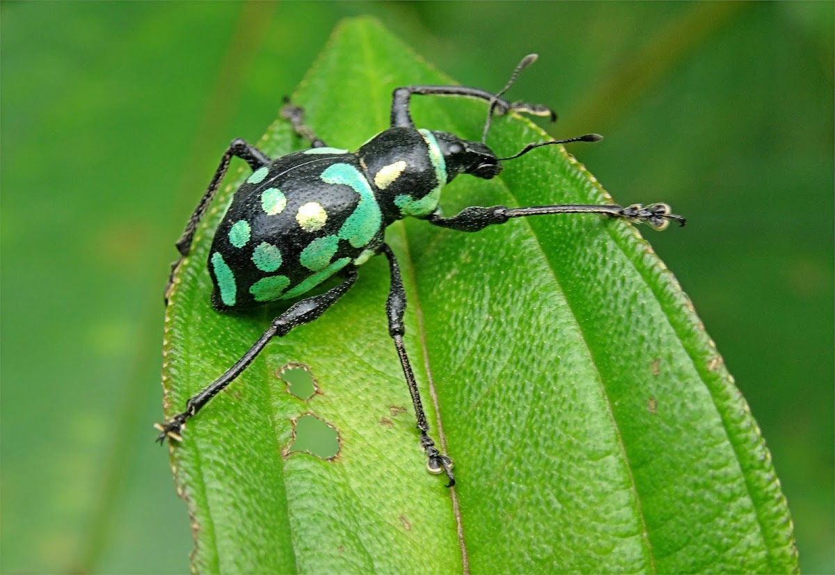 Weevil