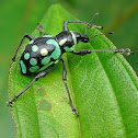 Weevil