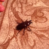 Reddish-brown stag beetle