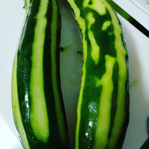 田舎のきゅうりのプロフィール画像