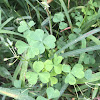 Wood sorrel