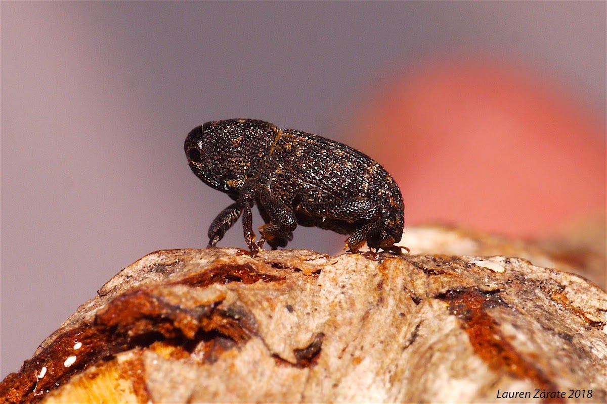 Weevil