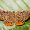 Metalmark