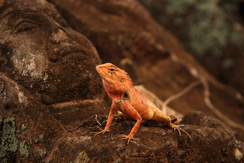 Oriental garden lizard (Male)