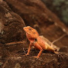 Oriental garden lizard (Male)