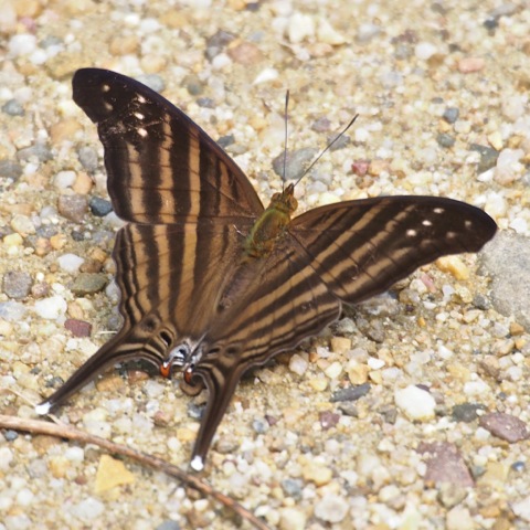 Many-banded Daggerwing