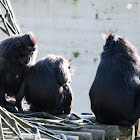 Sulawesi Crested Black Macaque