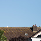 Herring Gull