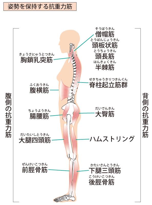 自分では気づけない 後ろ姿 を美しく 垂れ尻 猫背を解消するうつ伏せ5分ピラティス Trill トリル