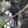 Greater Racket-tailed Drongo