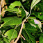 Swallow-tailed Moth larvae