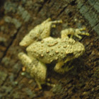 Southern Cricket Frog