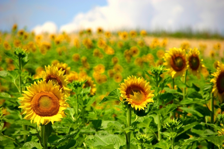 Sunflower on the hill di franbn