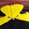 Yellow Green Broken-Leaf Moth Male