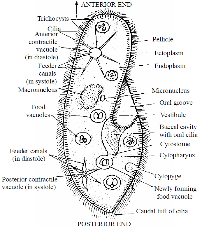 Biological Classification | Biology Notes for NEET/AIIMS/JIPMER