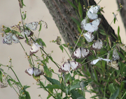 Brown-veined butterflies have been spotted across the country.