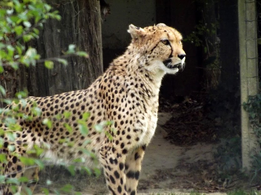 Jeune guépard, 13 mois - Zoo de la Boissière du Doré