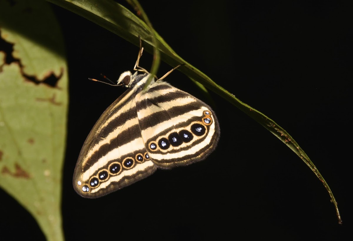 Striped Ringlet Butterfly