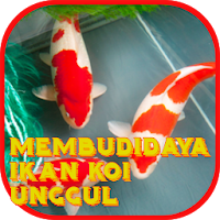 Membudidaya Ikan Koi Unggul