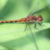 Cherry-faced Meadowhawk