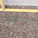 Giant ameiva