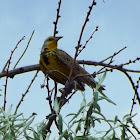 Meadowlark