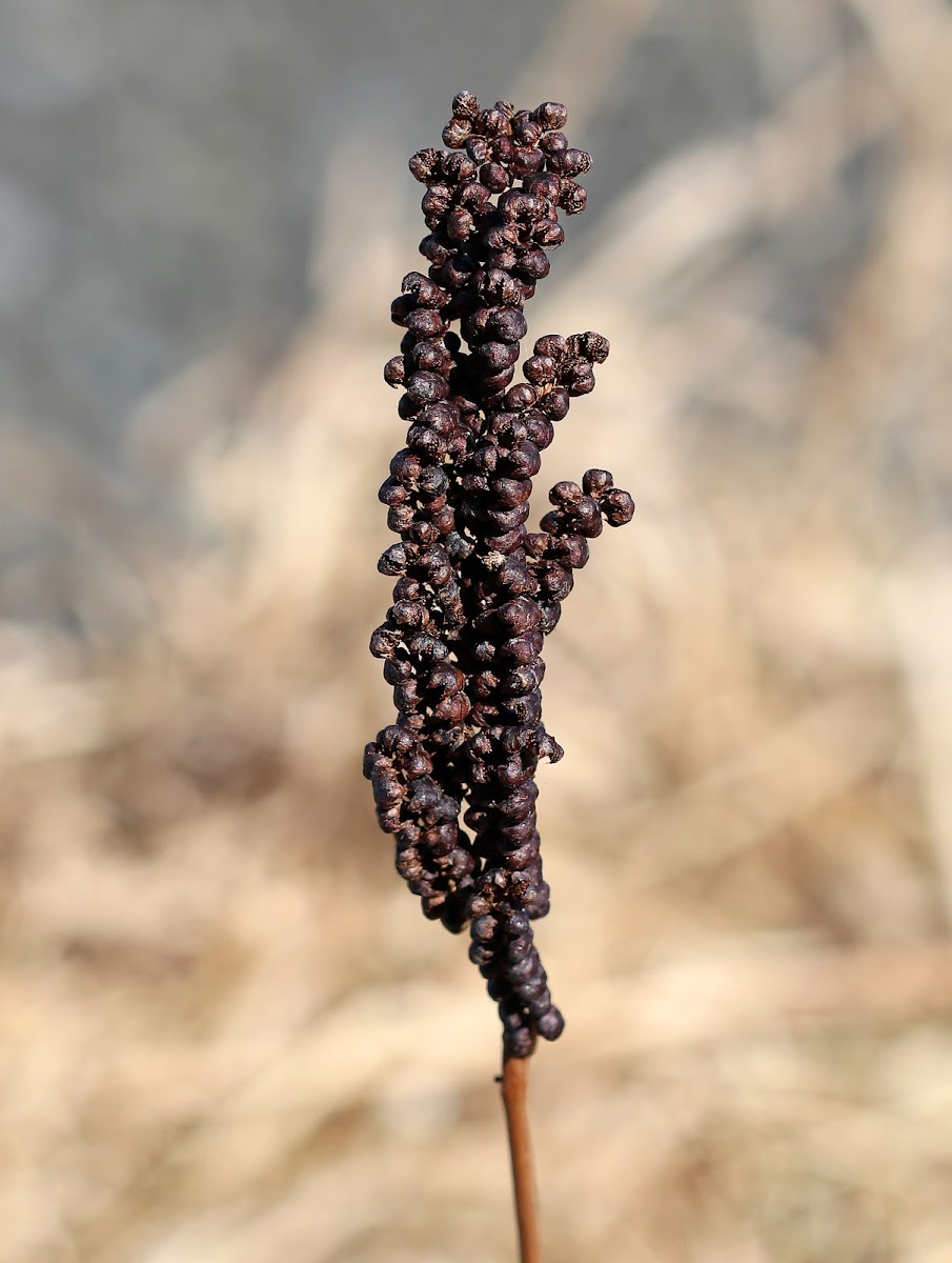 Sensitive Fern