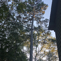 Trees in Athens, GA