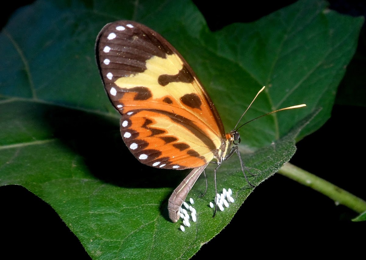 Orange-spotted tiger clearwing or disturbed tigerwing