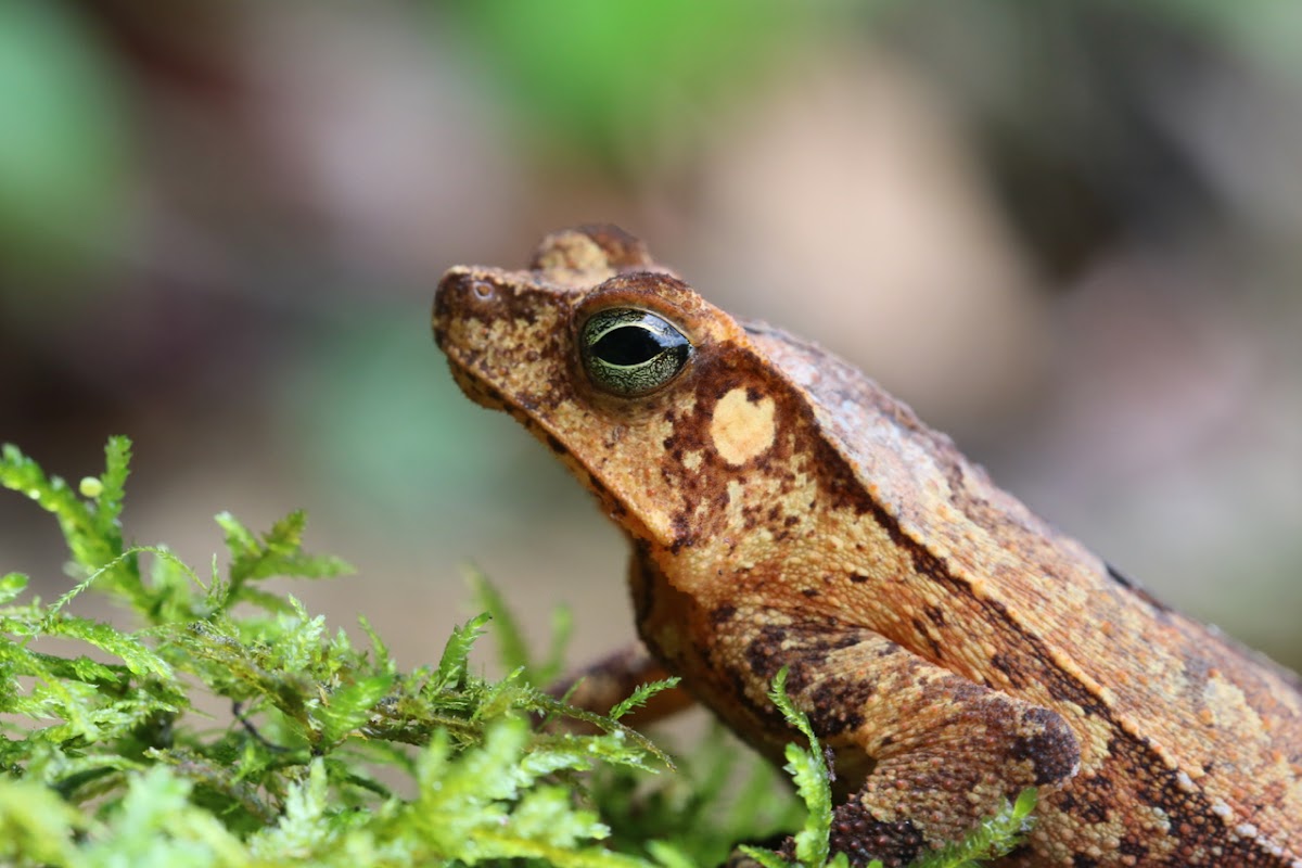 Guiana Sheild Leaf Frog