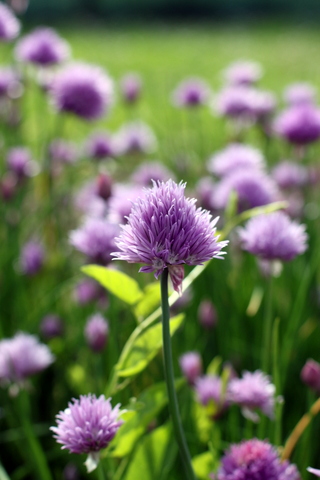 Allium schoenoprasum di lilly