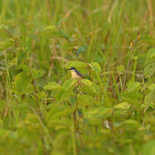 Ashy Prinia