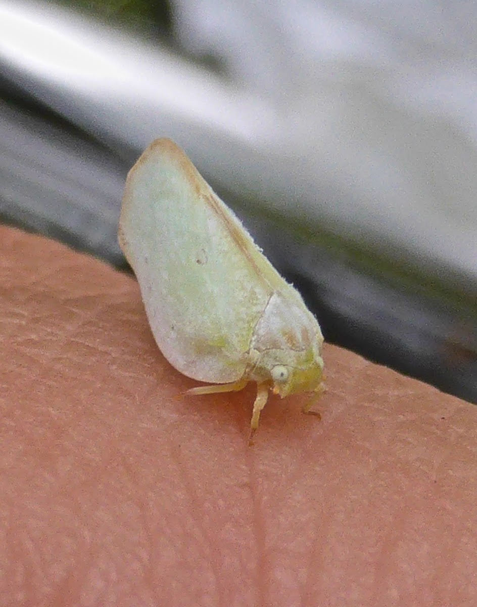 Flatid Planthopper