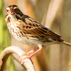 Savannah Sparrow