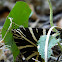 The Jersey tiger moth