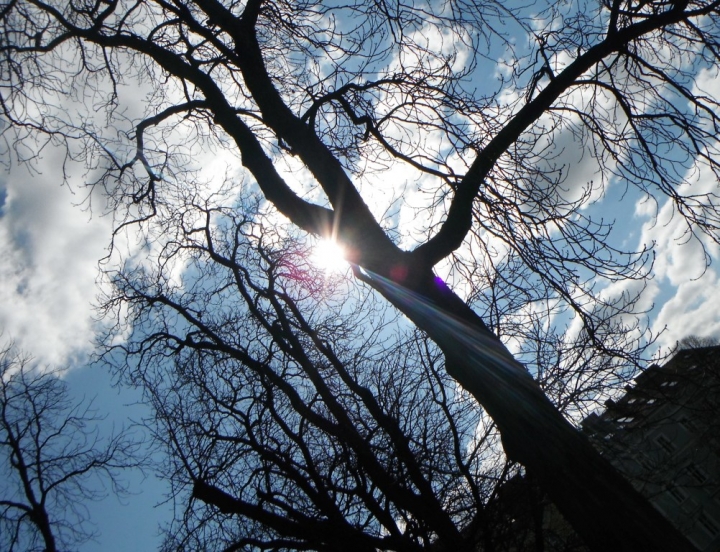 Luce tra i rami di Nanami